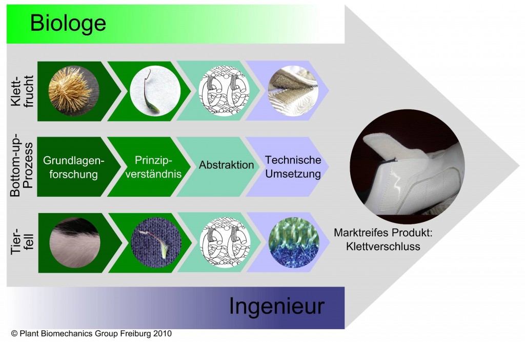 Entwicklungsprozess des Klettverschlusses © Plant Biomechanics Group Freiburg