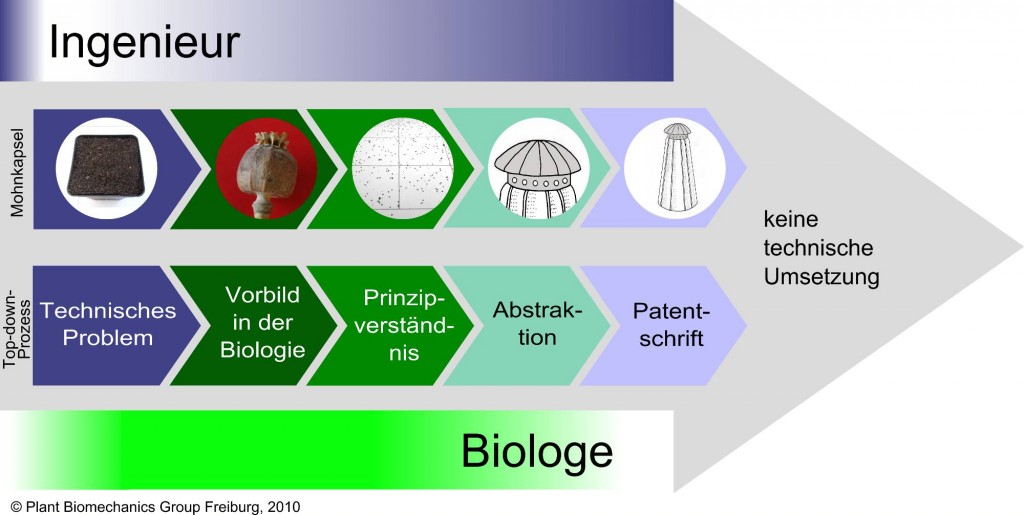 Entwicklungsprozess des bionischen Streuers © Plant Biomechanics Group Freiburg 