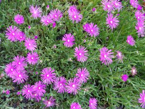 Mittagsblume mit selbstversiegelnden Blättern © Plant Biomechanics Group Freiburg