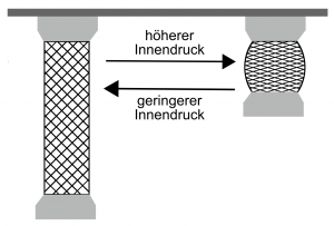 Schema Muskel © Plant Biomechanics Group Freiburg